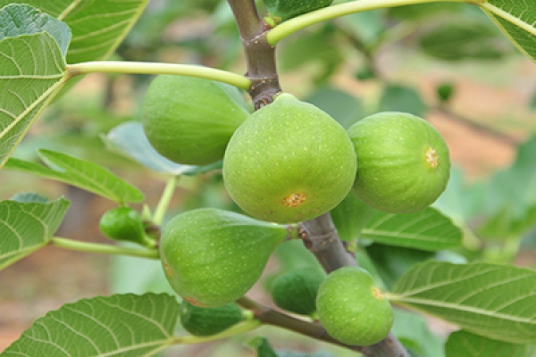  無(wú)花果有什么營(yíng)養？