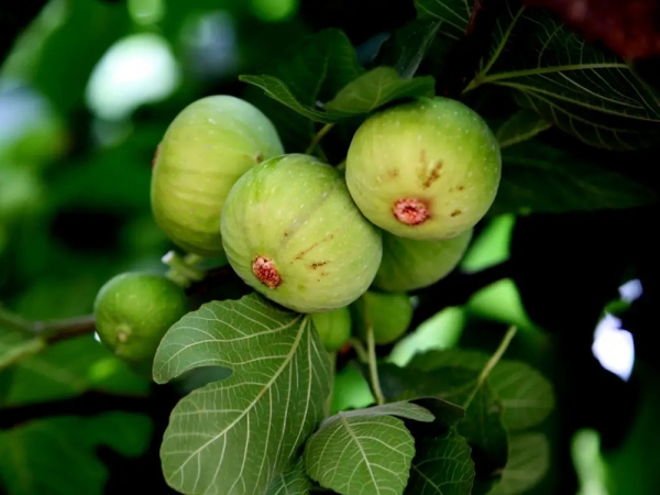 無(wú)花果種植基地