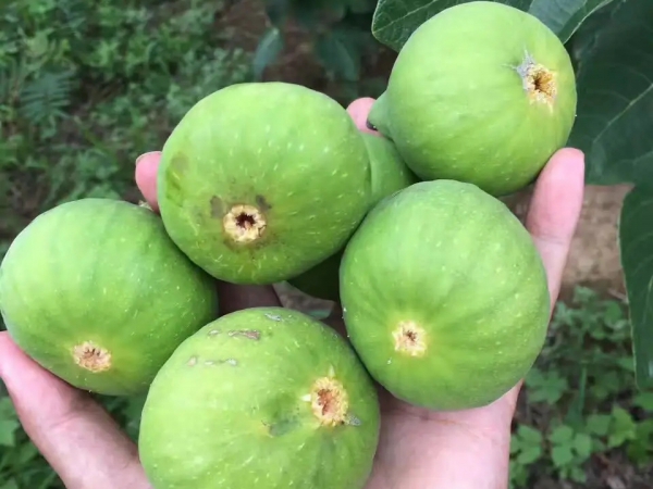 無(wú)花果種植基地