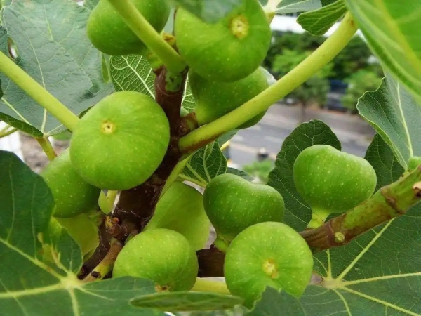 無(wú)花果種植基地