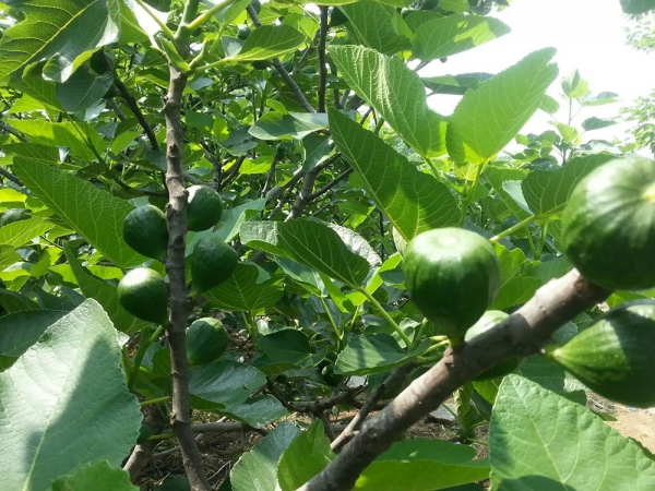 無(wú)花果種植基地