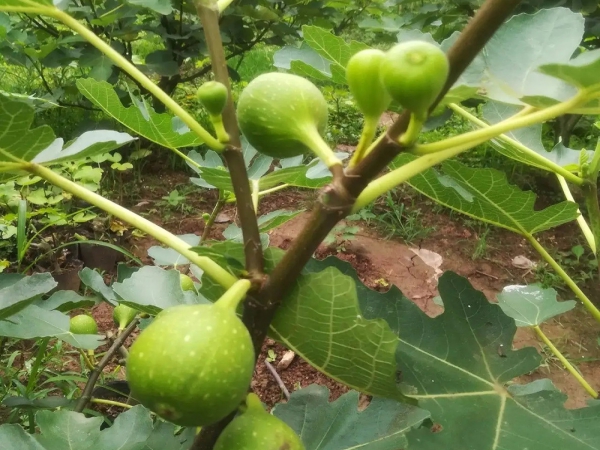 無(wú)花果種植基地