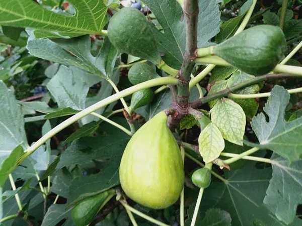 無(wú)花果種植基地