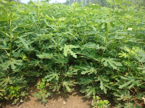 無(wú)花果種植基地